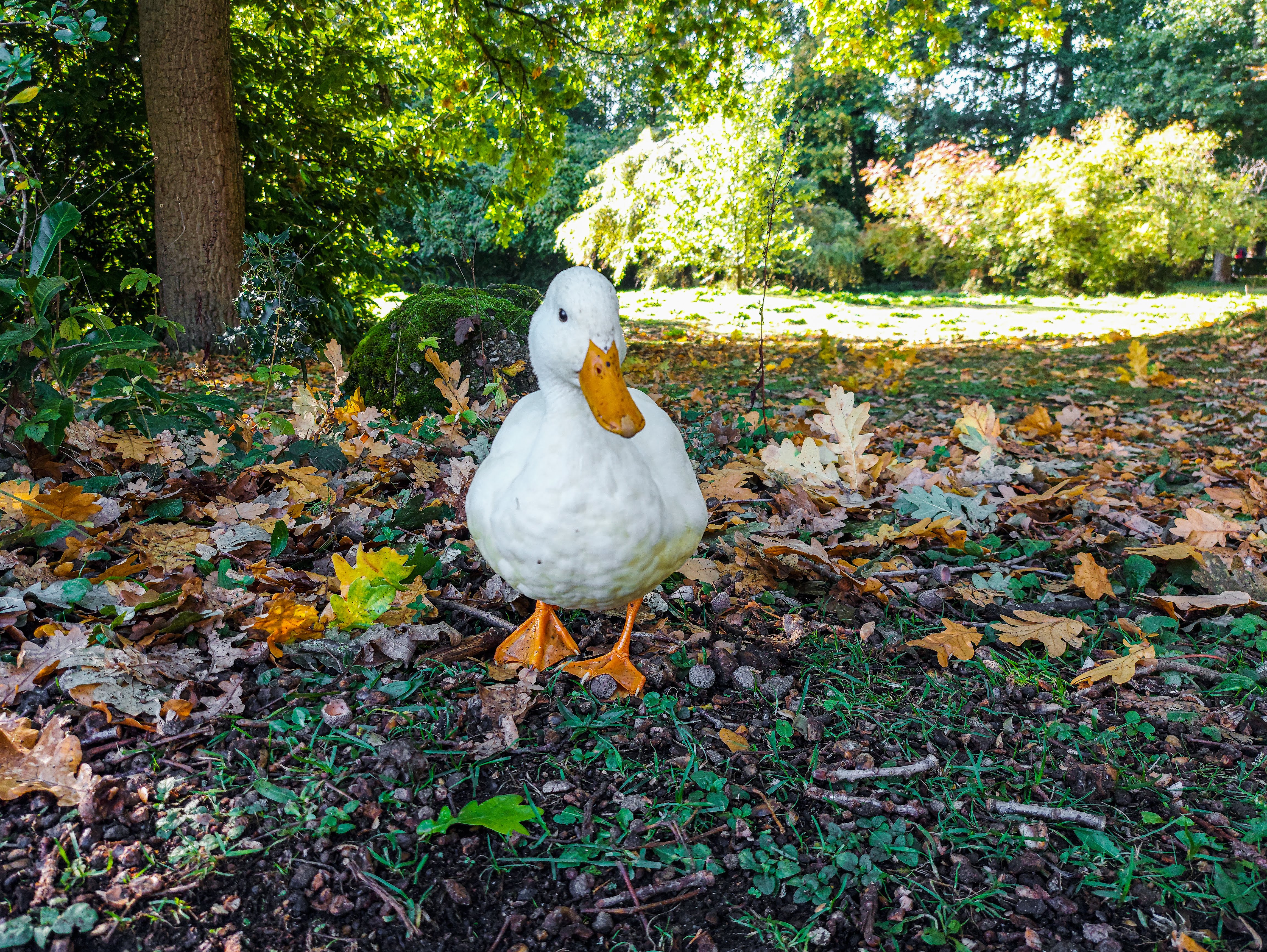 A duck in the University grounds in the Autumn.